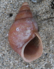 Phasianella australis