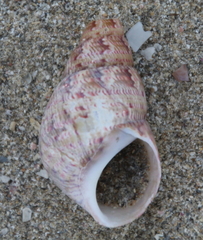 Phasianella australis