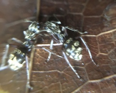 Dolichoderus bispinosus