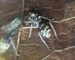 Dolichoderus bispinosus