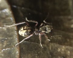 Dolichoderus bispinosus