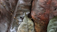 Dolichoderus bispinosus