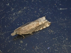 Ancylis unguicella