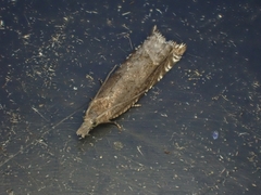 Ancylis unguicella