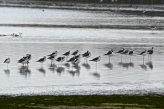 Himantopus mexicanus