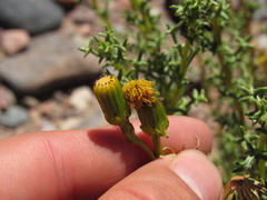 Senecio uspallatensis