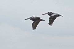 Pelecanus thagus