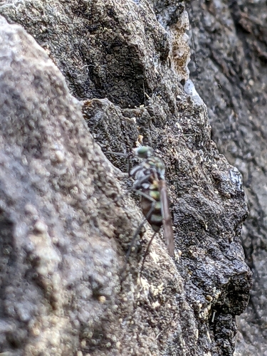Liancalus similis