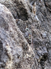Liancalus similis