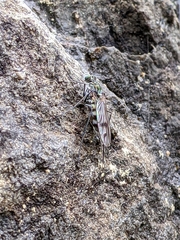 Liancalus similis