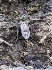 Liancalus similis