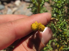 Senecio uspallatensis