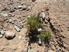 Senecio uspallatensis