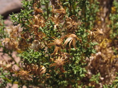 Senecio uspallatensis