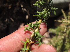 Senecio uspallatensis