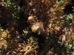 Senecio uspallatensis
