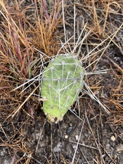Opuntia × columbiana