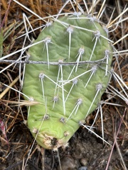 Opuntia × columbiana