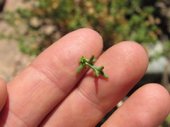 Senecio uspallatensis