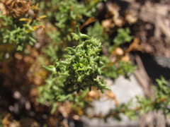 Senecio uspallatensis
