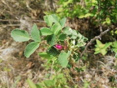 Rosa acicularis