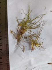 Isolepis hystrix