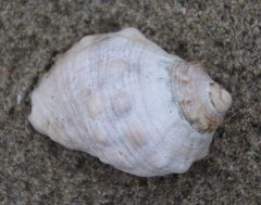 Rapaninae
