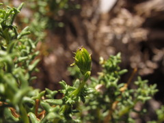 Senecio uspallatensis