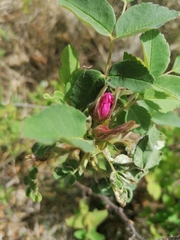 Rosa acicularis