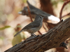 Baeolophus inornatus cineraceus