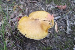 Suillus subaureus