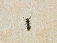 Tarsostenus