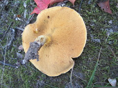 Suillus subaureus