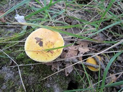 Suillus subaureus