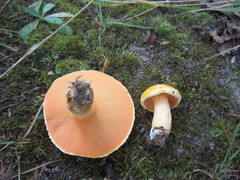 Suillus subaureus
