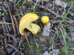 Suillus subaureus