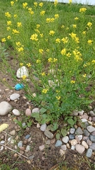 Barbarea vulgaris