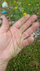 Barbarea vulgaris