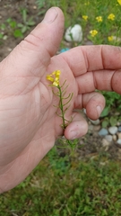 Barbarea vulgaris