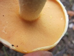 Suillus subaureus
