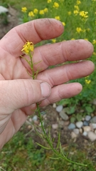 Barbarea vulgaris