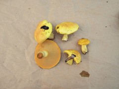 Suillus subaureus