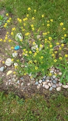 Barbarea vulgaris