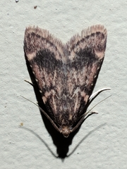 Aglossa