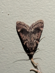 Aglossa