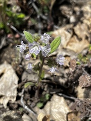Phacelia humilis