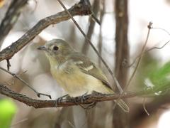 Vireo huttoni cognatus