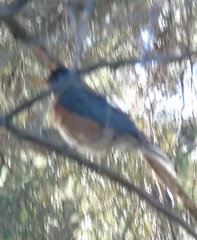 Turdus rufopalliatus