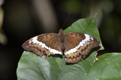 Bassarona teuta teutoides
