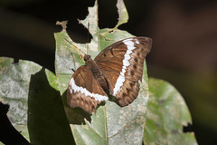 Bassarona teuta teutoides